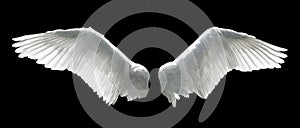 Anjelské krídla izolovaných na čiernom pozadí.