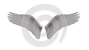 Angel Wings. Alpha channel Included. Looped. Easy to use.