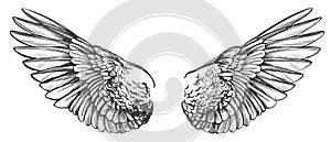 Angel wings, bird wings collection cartoon hand drawn vector illustration sketch