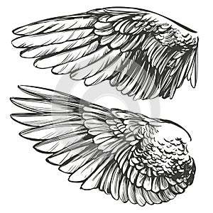 Angel wings, bird wings collection cartoon hand drawn vector illustration sketch