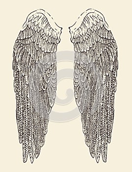 Angel wings illustration, engraved style, hand drawn