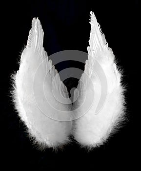 Angel Wings Isolated on Black Top View