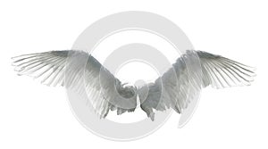 Angel wings isolated on white