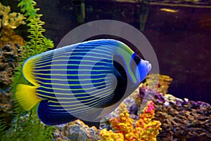 Angelfish