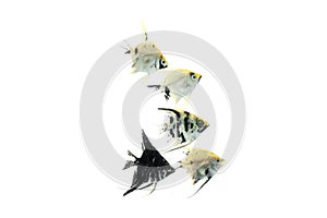 Angelfish animal aquarium white background