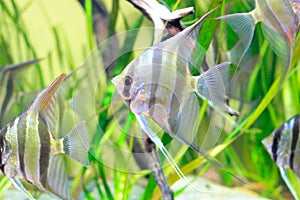 Angelfish in aquarium