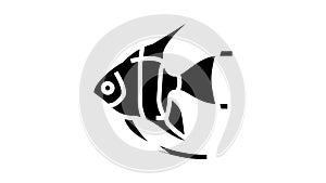 angelfish aquarium fish glyph icon animation
