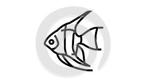 angelfish aquarium fish line icon animation