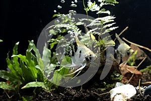 Angelfish Background of aquatic plants aquascape