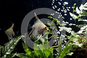 Angelfish Background of aquatic plants aquascape