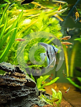 Angelfish in a comunitary tropical aquarium Pterophyllum scalare