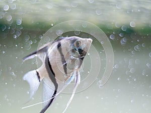 Angelfish in a fish tank with blurred bubbles background