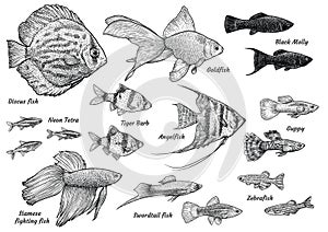Angelfish illustration, drawing, engraving, ink, line art, vectorCollection of aquarium fish illustration, drawing, engraving, ink