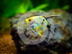 Angelfish isolated in tank fish Pterophyllum scalare with blurred background