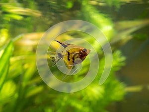 Angelfish isolated in tank fish Pterophyllum scalare with blurred background