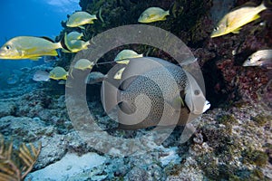 Angelfish, Key Largo, Florida photo