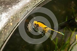 Angelfish lays eggs