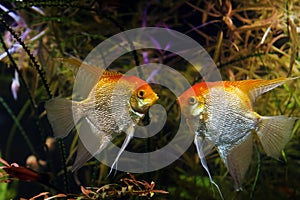 Angelfish male ready to fight, artificial aqua trade breed of wild Pterophyllum scalare cichlid in Koi coloration, ornamental fish