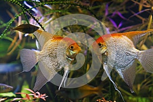 Angelfish males ready to fight, artificial aqua trade breed of wild Pterophyllum scalare cichlid in Koi coloration, popular fish