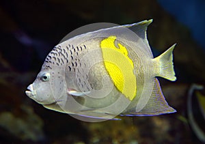 Angelfish - Pomacanthus, maculosus photo