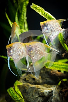 Angelfish - Pterophyllum scalare