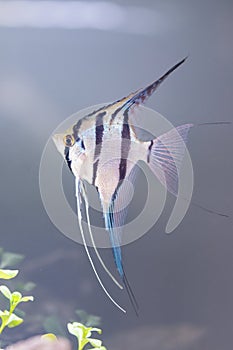 Angelfish - Pterophyllum scalare