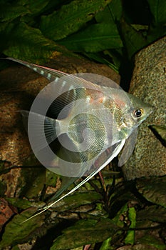 Angelfish (Pterophyllum scalare)