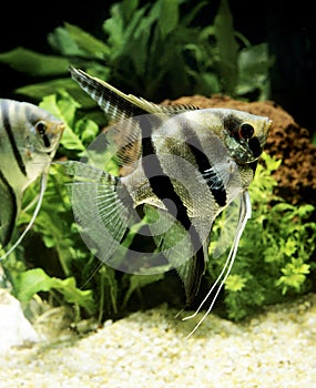 Angelfish, pterophyllum scalare