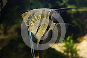 Angelfish Pterophyllum scalare