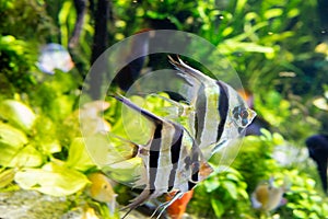 Angelfish Pterophyllum scalare