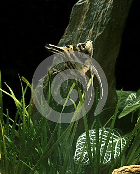 Angelfish, pterophyllum scalare, Adults, Aquarium Fish