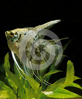 Angelfish, pterophyllum scalare, Adults, Aquarium Fish