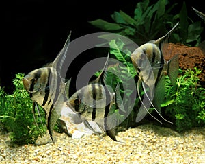 Angelfish, pterophyllum scalare, Adults, Aquarium Fishes