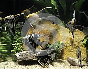 Angelfish, pterophyllum scalare, Adults, Aquarium Fishes