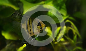 Angelfish Pterophyllum scalare in a aquarium