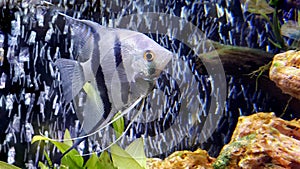 An Angelfish - Pterophyllum scalare in aquarium