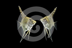 Angelfish pterophyllum scalare aquarium fish