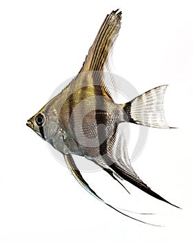 Angelfish (Pterophyllum scalare) photo
