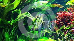 Angelfish - Pterophyllum scalare â€“ in a tropical aquarium