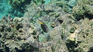 Angelfish in the Red Sea