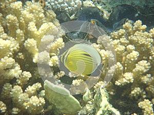 Angelfish red sea egypt africa