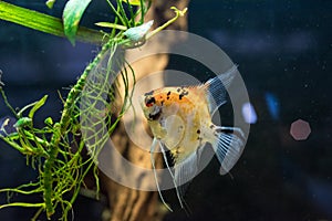 Angelfish scalare small aquarium fish swimming in the aquarium photo