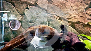 Angelfish swimming in pet store aquarium