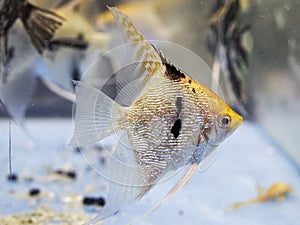 Angelfish in tank fish Pterophyllum scalare