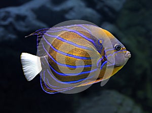 Angelfish underwater - pomacanthus annularis photo