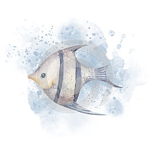 Angelfish with watercolor Splash. Hand drawn illustration of angel Fish on isolated white background. Sketch of