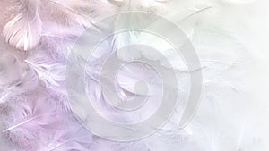 Angelic Pastel tinted White feather background