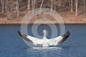 Angelic pelican spreads its wings