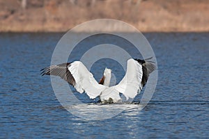 Angelic pelican spreads its wings