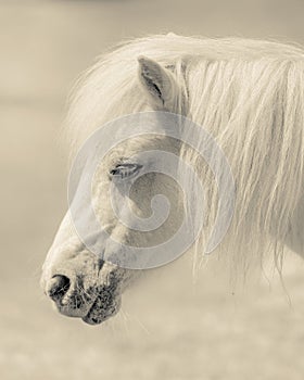 Angelic Pony Portrait